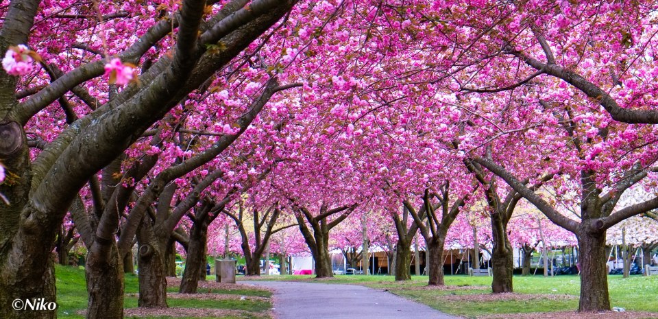 Brooklyn Botanical Garden Wedding Cherry Blossom
